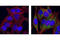 Eukaryotic translation initiation factor 4 gamma 1 antibody, 2441S, Cell Signaling Technology, Immunofluorescence image 