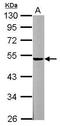 Transmembrane Serine Protease 5 antibody, GTX119497, GeneTex, Western Blot image 