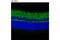 Glutamate Ionotropic Receptor AMPA Type Subunit 4 antibody, 8070T, Cell Signaling Technology, Flow Cytometry image 