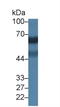 Sialic Acid Binding Ig Like Lectin 12 (Gene/Pseudogene) antibody, LS-C297180, Lifespan Biosciences, Western Blot image 