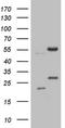 Asparaginyl-TRNA Synthetase 2, Mitochondrial antibody, NBP2-46099, Novus Biologicals, Western Blot image 