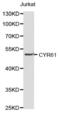 CYR61 antibody, abx001028, Abbexa, Western Blot image 