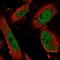 Zinc Finger Protein 343 antibody, NBP2-57101, Novus Biologicals, Immunofluorescence image 