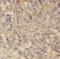 Uncharacterized protein C15orf53 antibody, FNab01030, FineTest, Immunohistochemistry frozen image 