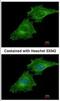 Coronin 1C antibody, NBP2-15968, Novus Biologicals, Immunocytochemistry image 