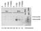 MRE11 Homolog, Double Strand Break Repair Nuclease antibody, GTX12159, GeneTex, Chromatin Immunoprecipitation image 