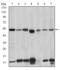 Interleukin 1 Receptor Associated Kinase 4 antibody, M01247-1, Boster Biological Technology, Western Blot image 