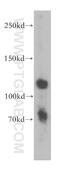 Amyloid-like protein 2 antibody, 15041-1-AP, Proteintech Group, Western Blot image 