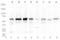 Telomeric Repeat Binding Factor 2 antibody, TA301691, Origene, Western Blot image 