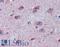 Fragile X Mental Retardation 1 antibody, LS-B3970, Lifespan Biosciences, Immunohistochemistry frozen image 