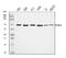 G Protein Nucleolar 3 antibody, A03283-3, Boster Biological Technology, Western Blot image 