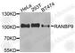RAN Binding Protein 9 antibody, A9916, ABclonal Technology, Western Blot image 