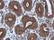 Tyrosine Kinase With Immunoglobulin Like And EGF Like Domains 1 antibody, GTX107818, GeneTex, Immunohistochemistry paraffin image 