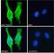 Septin 6 antibody, 42-008, ProSci, Enzyme Linked Immunosorbent Assay image 