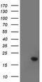 Tetratricopeptide Repeat Domain 32 antibody, CF501368, Origene, Western Blot image 