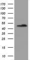 SERPINE1 MRNA Binding Protein 1 antibody, TA800719, Origene, Western Blot image 