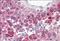 Vesicle Associated Membrane Protein 2 antibody, orb88570, Biorbyt, Immunohistochemistry paraffin image 