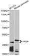 Speckle Type BTB/POZ Protein antibody, STJ29758, St John