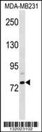 Elongation Factor For RNA Polymerase II 2 antibody, 58-429, ProSci, Western Blot image 