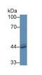 Acid Phosphatase, Prostate antibody, LS-C301330, Lifespan Biosciences, Western Blot image 