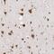 Brain Enriched Guanylate Kinase Associated antibody, NBP1-82907, Novus Biologicals, Immunohistochemistry paraffin image 