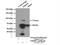 Thimet Oligopeptidase 1 antibody, 11738-1-AP, Proteintech Group, Immunoprecipitation image 