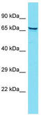 Zinc Finger AN1-Type Containing 4 antibody, TA333455, Origene, Western Blot image 