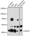 Snurportin 1 antibody, LS-C748766, Lifespan Biosciences, Western Blot image 