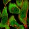 COP9 Signalosome Subunit 3 antibody, HPA021997, Atlas Antibodies, Immunofluorescence image 