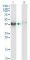 Actin Related Protein T2 antibody, H00140625-M03, Novus Biologicals, Western Blot image 