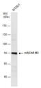 Cholinergic Receptor Muscarinic 3 antibody, GTX111637, GeneTex, Western Blot image 