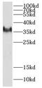 Death Effector Domain Containing 2 antibody, FNab02324, FineTest, Western Blot image 
