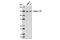 Integrin Subunit Alpha 2b antibody, 9028S, Cell Signaling Technology, Western Blot image 