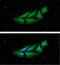 NME/NM23 Nucleoside Diphosphate Kinase 1 antibody, GTX57703, GeneTex, Immunofluorescence image 