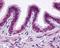 Prostaglandin E Receptor 2 antibody, NLS968, Novus Biologicals, Immunohistochemistry frozen image 
