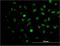 Meis Homeobox 2 antibody, H00004212-M03, Novus Biologicals, Immunocytochemistry image 