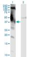 DM1 Locus, WD Repeat Containing antibody, H00001762-M01, Novus Biologicals, Western Blot image 