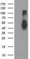 Transmembrane Protein With EGF Like And Two Follistatin Like Domains 2 antibody, LS-C173849, Lifespan Biosciences, Western Blot image 