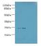 Mediator Complex Subunit 18 antibody, LS-C379542, Lifespan Biosciences, Western Blot image 