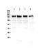 Laminin Subunit Gamma 1 antibody, A03522, Boster Biological Technology, Western Blot image 