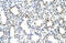 Protein Arginine Methyltransferase 5 antibody, 29-204, ProSci, Western Blot image 