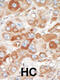 SRSF Protein Kinase 2 antibody, 62-983, ProSci, Immunohistochemistry paraffin image 