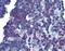 Linker For Activation Of T Cells antibody, LS-B2004, Lifespan Biosciences, Immunohistochemistry frozen image 
