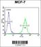 Transmembrane Protein 266 antibody, 55-437, ProSci, Immunofluorescence image 