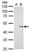 Wnt Family Member 7B antibody, PA5-78228, Invitrogen Antibodies, Western Blot image 