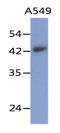 LAYN antibody, AM50080PU-N, Origene, Western Blot image 
