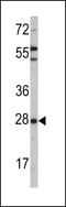 Oprs1 antibody, 61-477, ProSci, Western Blot image 
