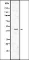 Eukaryotic Translation Initiation Factor 4 Gamma 1 antibody, orb336692, Biorbyt, Western Blot image 