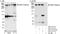 Centromere Protein F antibody, A301-617A, Bethyl Labs, Immunoprecipitation image 