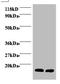 Macrophage Migration Inhibitory Factor antibody, A51917-100, Epigentek, Western Blot image 